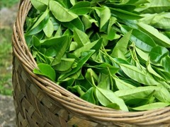 Black Tea Cut Dried | 4oz to 5lb | 100% Pure Natural Hand Crafted