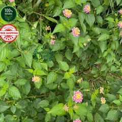 Dried Shrub Verbena Herb Lantana Camara Tea 100% Organic Ceylon Rare Medicinal