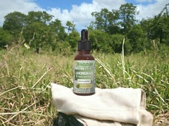 Lemongrass Tincture – Immune System (Alcohol Free)