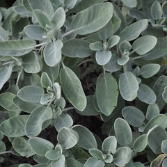 Sage White Whole Organic Wild Crafted Herb Natural 28.3g USDA Certified 1 OZ