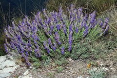 10 Seeds Hyssopus Officinalis Hyssop Bright Flowering Plants Pleasant Fragrance