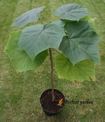 200 Seeds Paulownia Princess Tree Fastest Growing Deciduous Decorative Plants