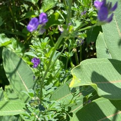 Alfalfa Tincture, A Traditional Herbal Extract
