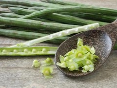 Moringa, Organic moringa Oleifera,Premium moringa seeds, semillas de moringa