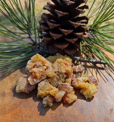 Ponderosa Pine Tree Resin | Handpicked Raw Organic Pine Sap Resin 2oz-16oz