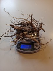 Wild New York Catskill Mountain Region Ginseng Root 29 Grams Fresh