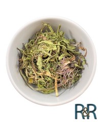 Mexican Diente De Leon Organic ( Common Dandelion ) ~ Taraxacum officinale FRESH