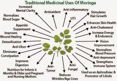 Moringa, Organic moringa Oleifera,Premium moringa seeds, semillas de moringa 4oz