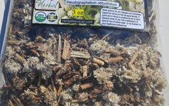 Rabbit Tea,sweet everlasting,old field balsam Pseudognaphalium obtusifolium 3oz