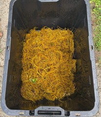 Wild Goldenseal Root Powder — 1 Oz. — Milled From Whole Goldenseal Roots