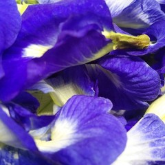 Organic Blue Butterfly Pea Flowers Dried Clitoria Ternatea Herbal Tea 1.7 Oz