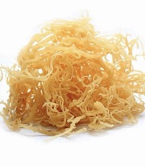 Irish Moss Whole Plant Natural Herbal Remedy Oral Unisex Herb