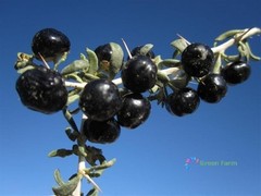 20 Seeds Lycium Ruthenicum Black Fruit Wolfberry Siyah Goji Kaokee Organic Berry