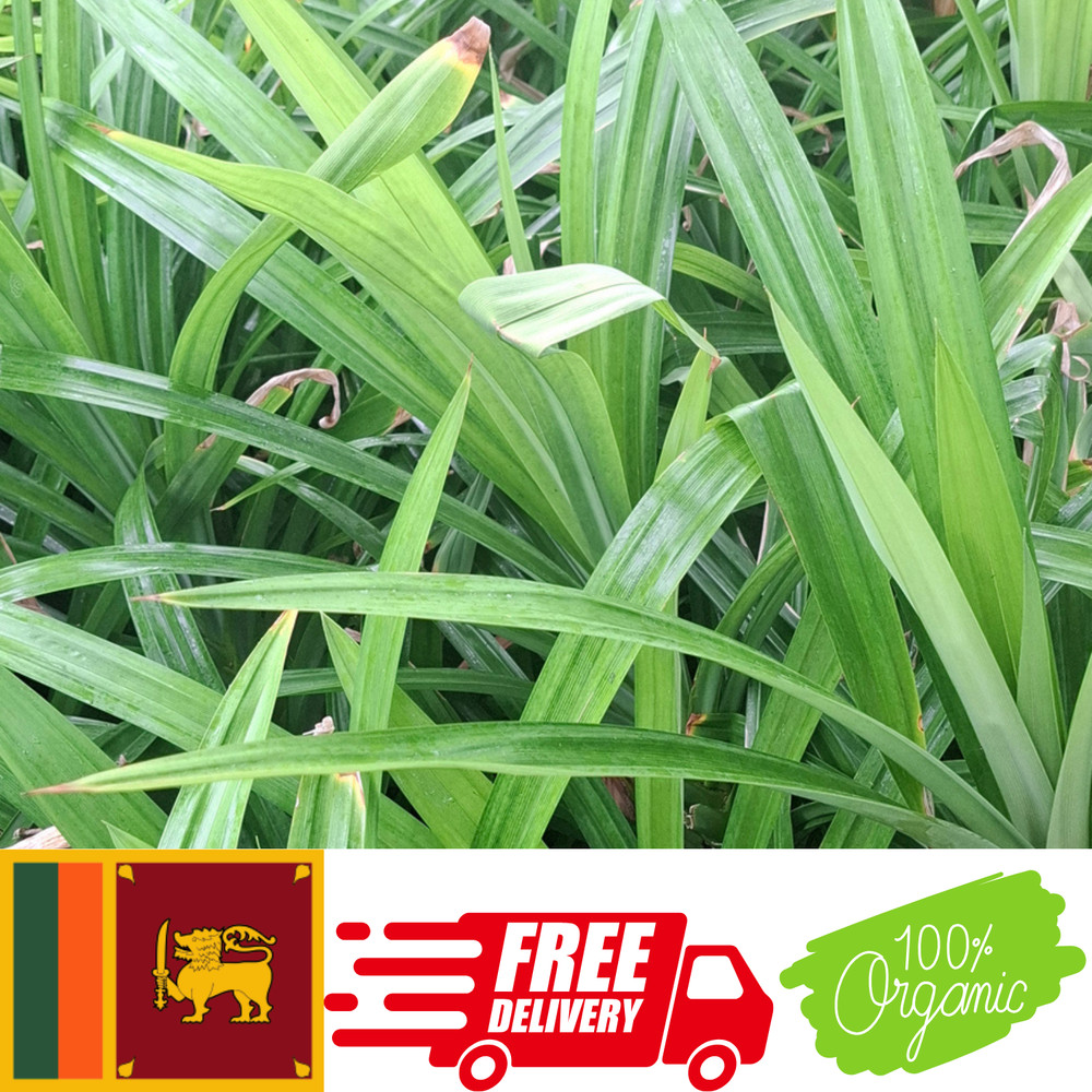 Herbal Rampe/Pandan Dried Cut Leaves 100% Organic & Pure 50g Sri Lanka