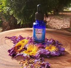 Blue Lotus-Nymphaea Caerulea Egyptian-Glycerin Tincture Very Potent (30ml)1 oz.