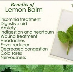 LEMON BALM Organic Dried Loose Leaf Herb Medicinal Culinary 8 oz