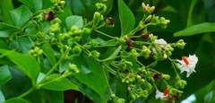 PURE DRIED JASMI NNIGHT FLOWER (Nyctanthes arbor) Coral Parijat Pavazhamalli 25g