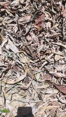 Ceylon Thebu Leaves Costus Natural Insulin Plant Organic Diabetic Tea 50g