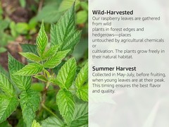 Red Raspberry Leaf – Cut & Sifted Herb – Rubus Idaeus – Loose Bulk Tea