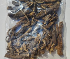3oz Osha Root, Bear Root, Ligusticum porteri, mountain lovage root, wild parsley