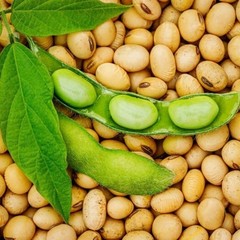 75+ Edamame Seeds Sweet Tender Soybean Spring Garden Planting Seeds FREE SHIP