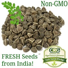 Moringa Seeds for Planting | Non-GMO from India Very Fresh | Free shipping
