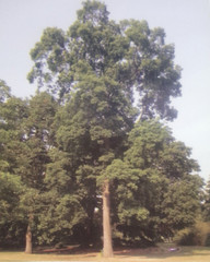 PAWNEE PECAN TREE Shade Trees Live Healthy Plant Large Pecans Nuts Wood Garden