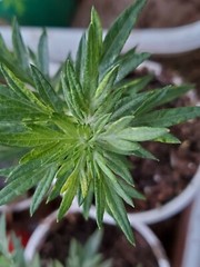 BULK Artemisia Annua listing. Tea, Seeds, & Plants. Sweet Wormwood (Qinghao)