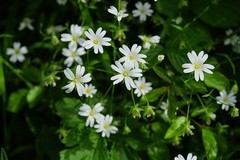 WHOLESALE!! WILD CHICKWEED HERB POWDER NON-GMO BULK TEA-1,2,3,4,5 LBS