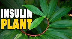Dried Insulin Plant Leaf Thebu Costus Igneus Organic Natural 100g