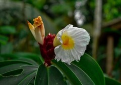 Dried ceylon thebu leaves costus natural insulin plant organic diabetic tea 25g