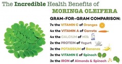 Organic Moringa Seeds | Moringa Oleifera | Dried, Non GMO Edible Planting