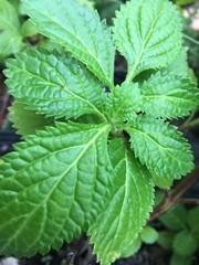 4 Verbena officinalis Plant 6″ and Up Vervain Verbena officinalis Verveine Plant