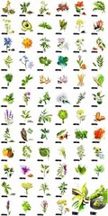 Antrodia Camphorata Mushroom Extract 100 Capsule, Taiwanofungus 50+% polyose