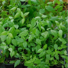 Dream Herb Calea Zacatechichi Leaf – Schmerbals Herbals – Free Shipping