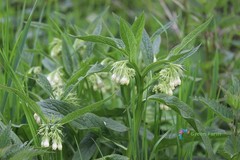 100 Seeds Symphytum Officinale Common Comfrey Perennial Flowering Plant Boneset