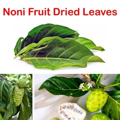 200+ Organic Dried Noni Leaves Herbal Morinda Citrifolia Indian Mulberry Tea