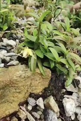 顶級铁皮石斛 Top Grade Dendrobium Officinale 铁皮石斛/霍山石斛 Free Shipping-USA Wholesale