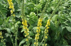 WHOLESALE!! AGRIMONY HERB CUT/SIFTED DRIED BULK TEA NON-GMO-1,2,3,4,5 LBS