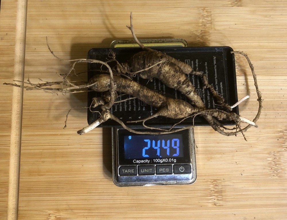 Wild New York Mountain Region Ginseng Root 24 Grams Fresh Old Roots