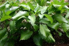 Bulk Miracle Leaf, 1 oz (leaves only) (10+)