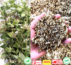 Mexican Dream Herb Calea Zacatechichi Lucid Dream Herbal Planting Fresh Seeds