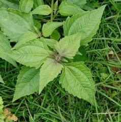 30g Dream Herb, Calea zacatechichi Leaf Powder, FreeShip ~ Schmerbals Herbals