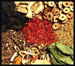 Wintergreen Leaf Gaultheria procumbens Dried Apothecary Tea Herb 0.5 – 4 oz