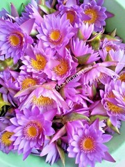 Blue Lotus, N. caerulea, Flower Siamese Dream™ ~ Schmerbals Herbals