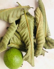 100% Organic Dried Guava Leaves Powder For Herbal Tea, Hojas De Guayaba