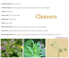 Cleavers Tincture: Relieves Swollen Glands, UTIs, Acne, Brain,Nerves, Prostrate