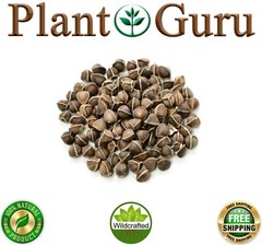 400 Moringa Oleifera Seeds 4 oz. WINGLESS Fresh Organic Semillas de Moringa Tree