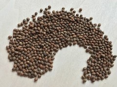 Rivea Corymbosa, Bulk All Natural Viable Untreated Seeds ~ Schmerbals Herbals