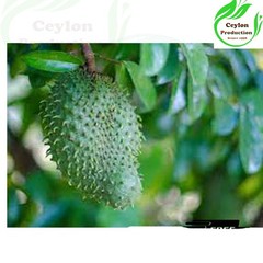 Soursop Fruit Powder Natural Graviola Ground Herbal Fine Dried Powder
